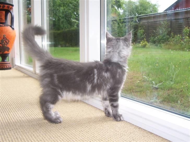 Maine Coon Solskinøen's Toledo - baby nico billede 5