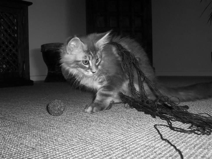 Maine Coon Solskinøen's Toledo - her er han heller ikke så gammel :) billede 6