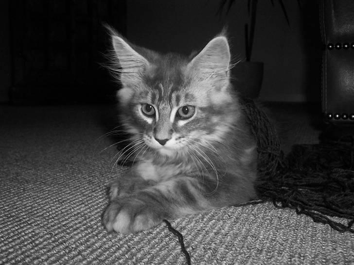 Maine Coon Solskinøen's Toledo billede 7