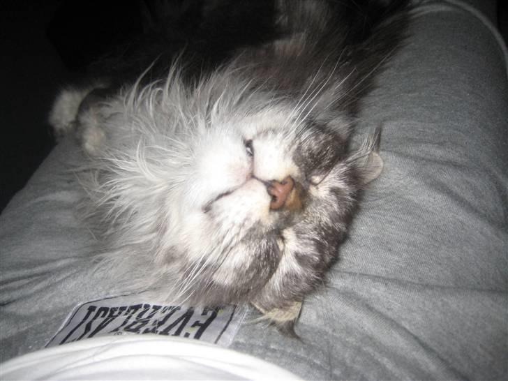 Maine Coon Solskinøen's Toledo billede 8