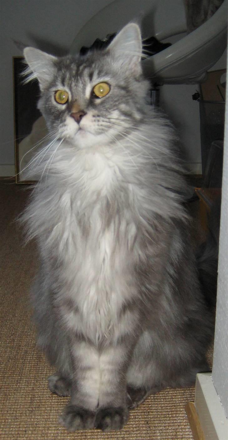 Maine Coon Solskinøen's Toledo billede 9