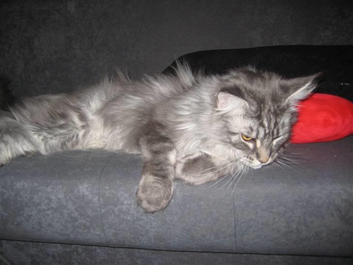 Maine Coon Solskinøen's Toledo billede 10