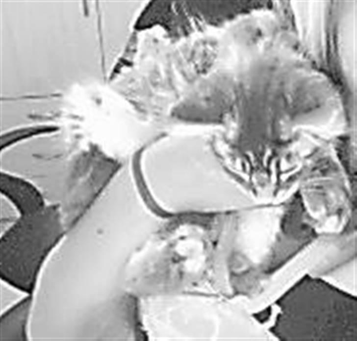 Maine Coon Solskinøen's Toledo - her er nico helt lille 8D billede 11