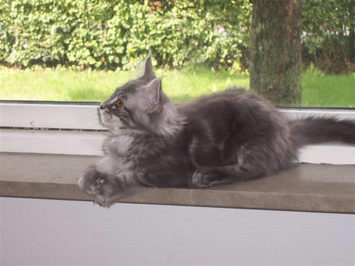 Maine Coon Solskinøen's Toledo - baby nico billede 12