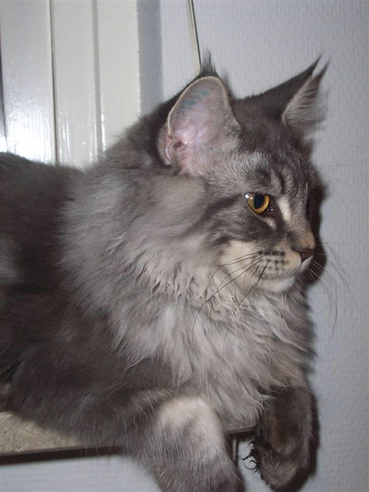 Maine Coon Solskinøen's Toledo billede 13