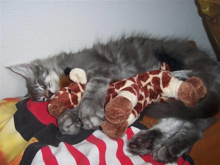 Maine Coon Solskinøen's Toledo billede 14