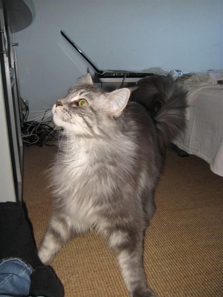 Maine Coon Solskinøen's Toledo billede 15