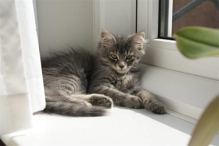 Blanding af racer Nala billede 1