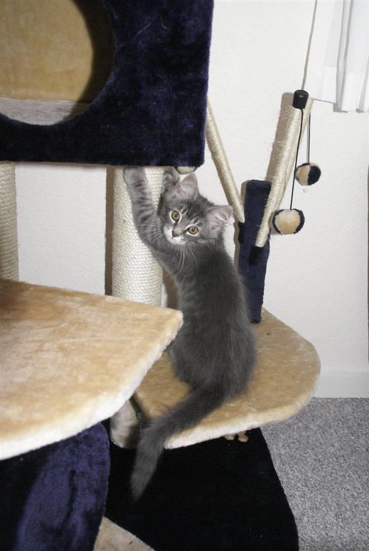 Blanding af racer Nala billede 2