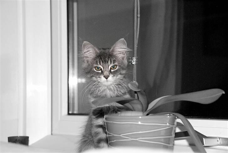 Blanding af racer Nala billede 3