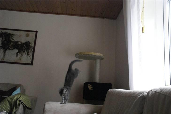 Blanding af racer Nala billede 4