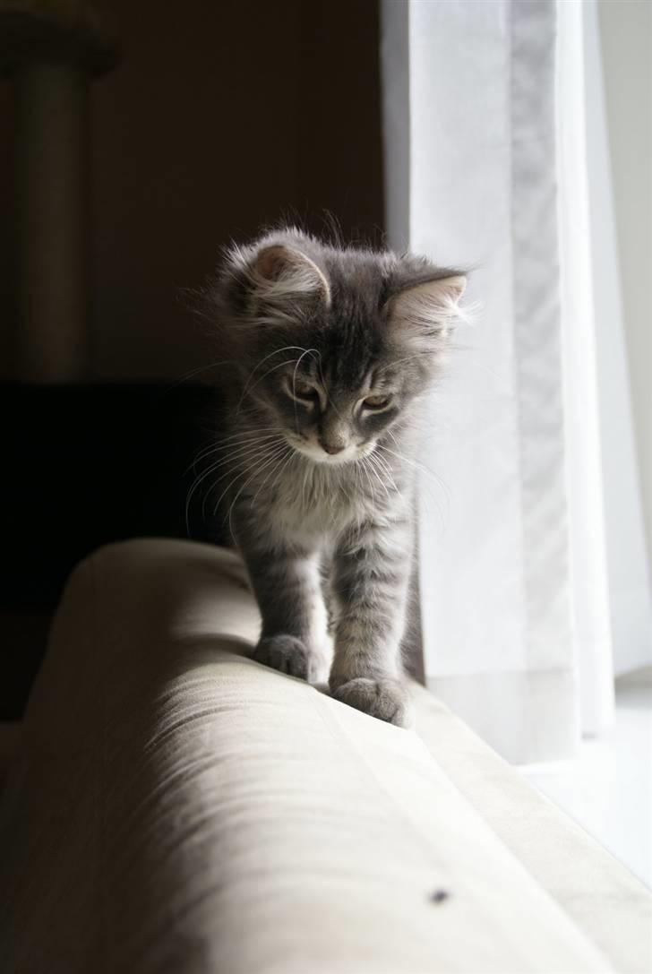 Blanding af racer Nala billede 5