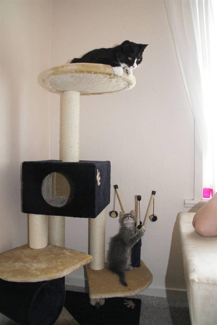 Blanding af racer Nala billede 6