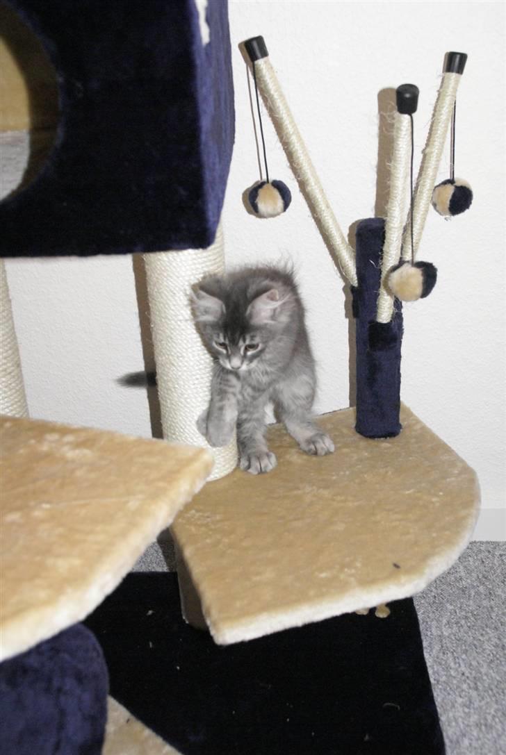 Blanding af racer Nala billede 7