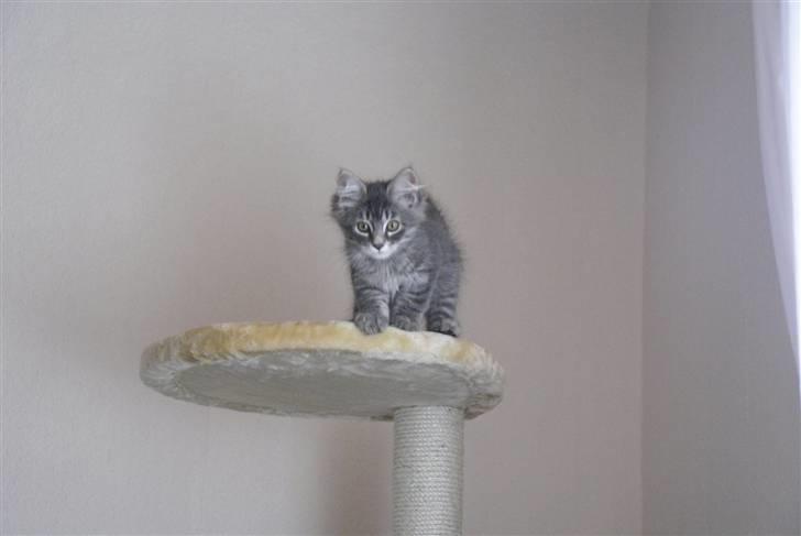 Blanding af racer Nala billede 8