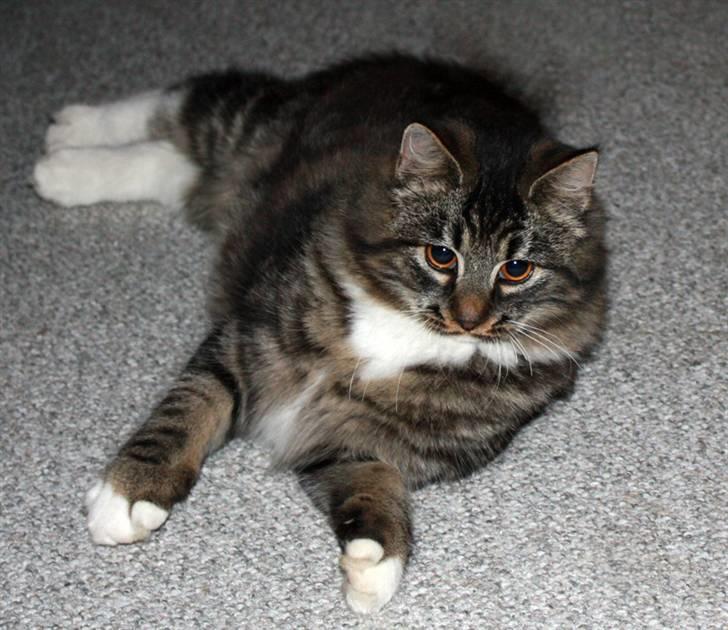 Blanding af racer Fia - Velkommen til Fias profil billede 1