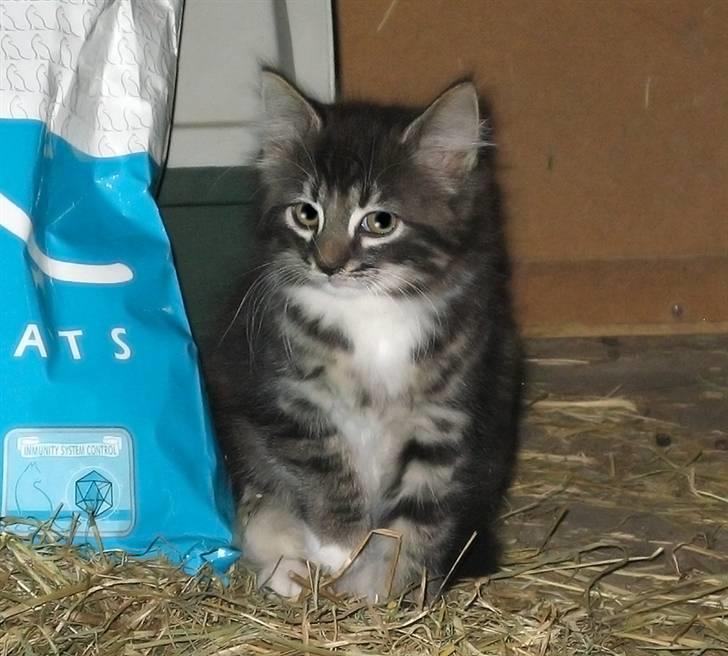 Blanding af racer Fia - Smukke Fia billede 2