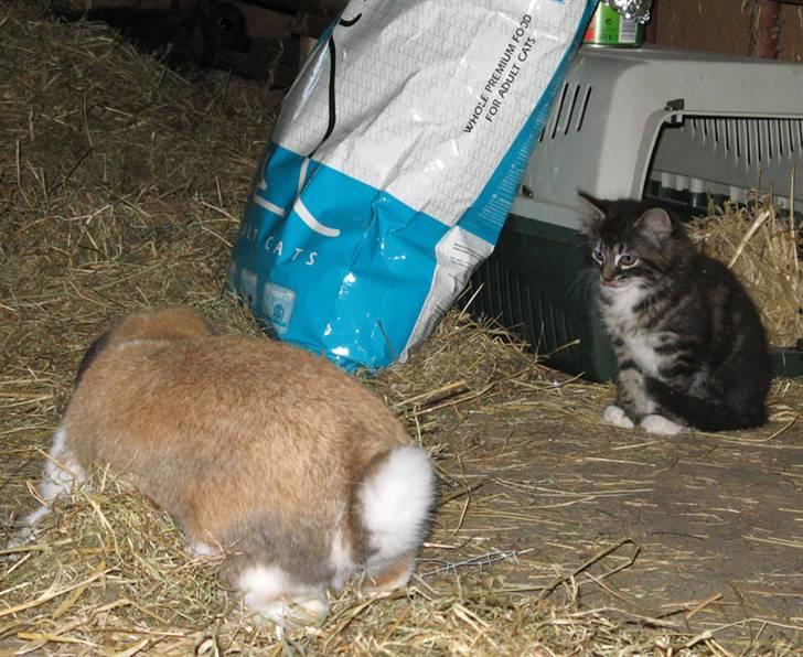 Blanding af racer Fia - Fia ved ikke rigtig hvad hun skal mene om kaninen  ;) billede 3