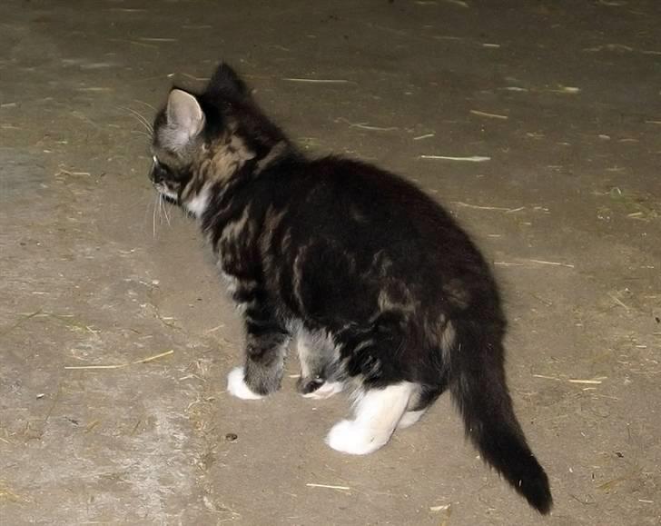 Blanding af racer Fia billede 4