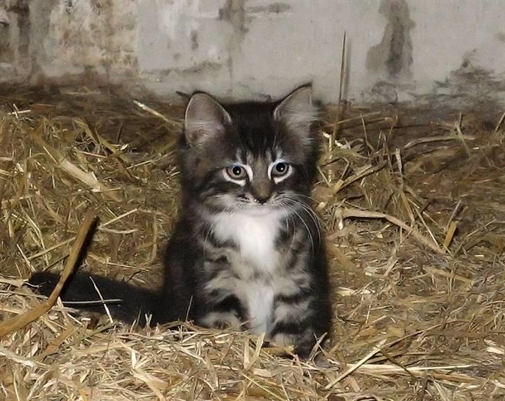 Blanding af racer Fia billede 5