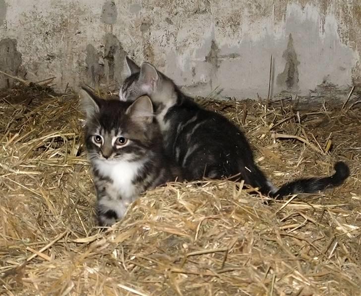 Blanding af racer Fia - Fia og hendes bror billede 6