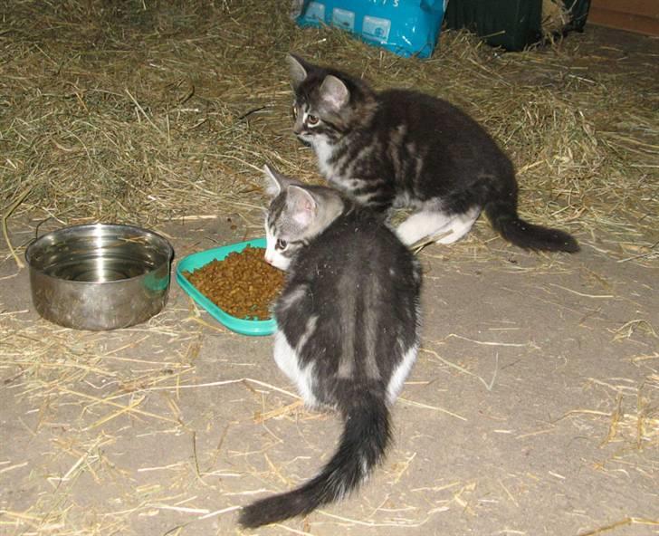 Blanding af racer Fia - Fia og hendes bror billede 7