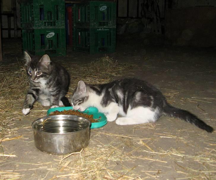 Blanding af racer Fia - Fia og hendes bror billede 8