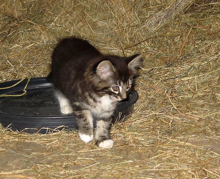 Blanding af racer Fia billede 9