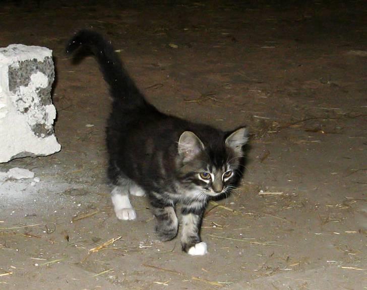 Blanding af racer Fia billede 10