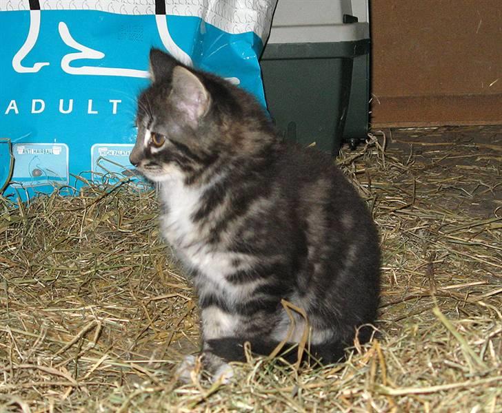 Blanding af racer Fia billede 11