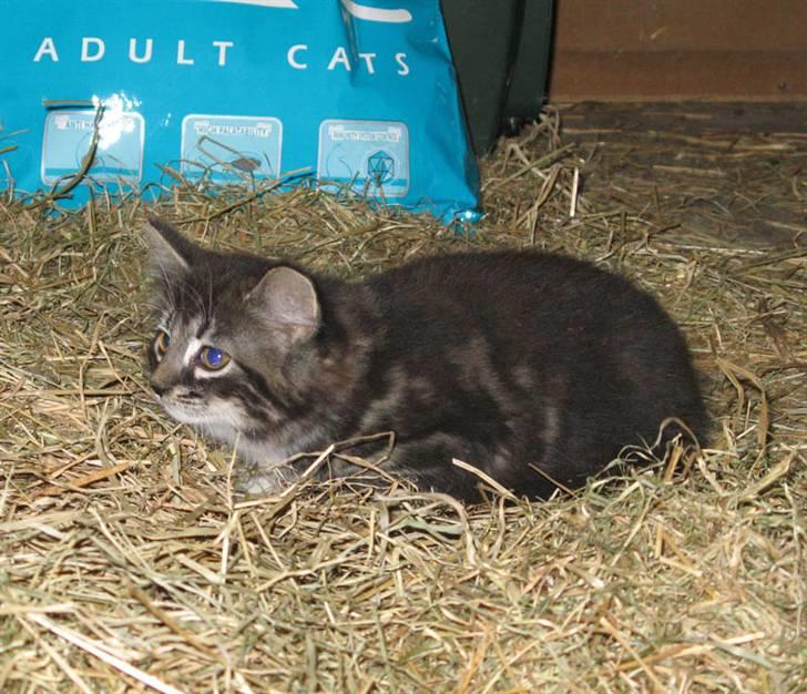 Blanding af racer Fia billede 12