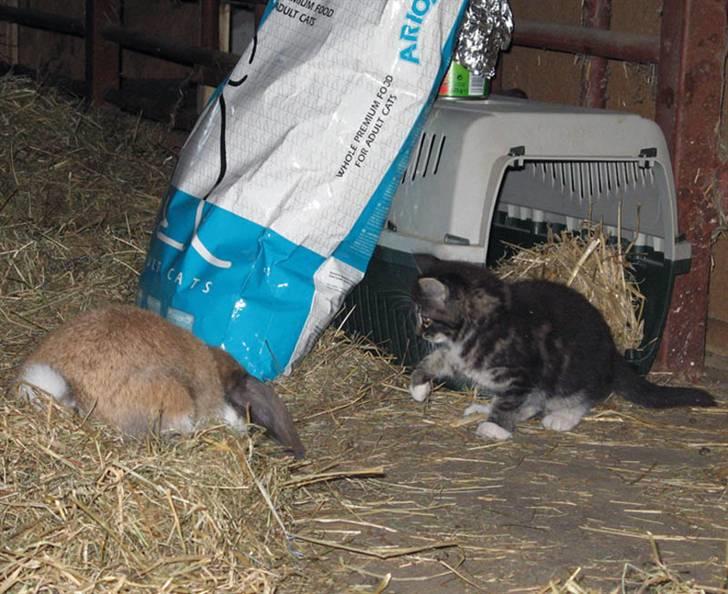 Blanding af racer Fia - Næ næ, du skal ikke bryde dig om at komme for tæt på din dumme kanin! billede 13