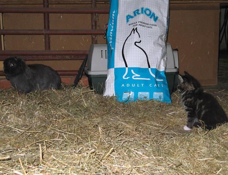 Blanding af racer Fia - En kanin mere... de er da også over det hele! billede 14