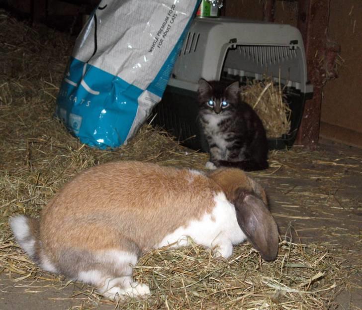 Blanding af racer Fia billede 15