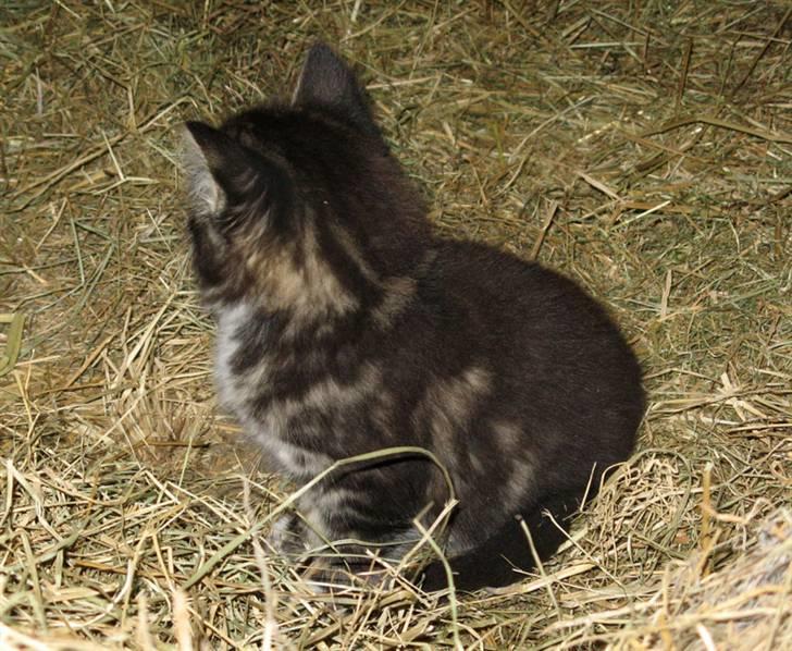 Blanding af racer Fia billede 16