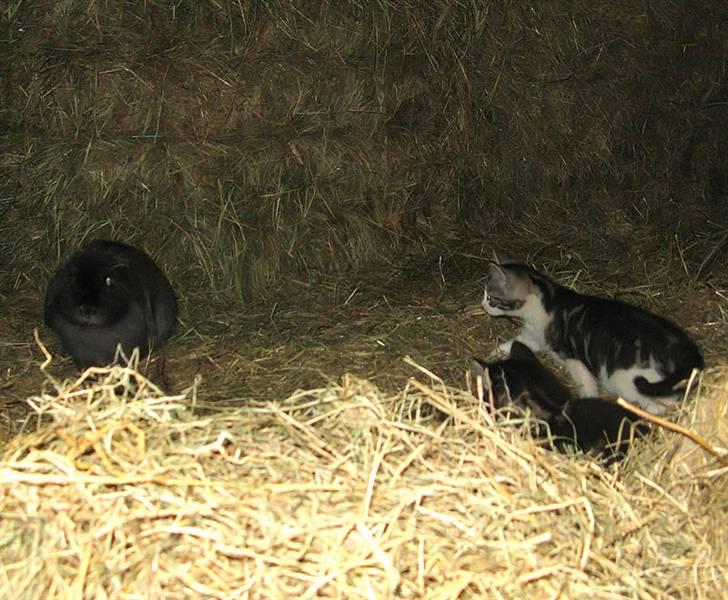 Blanding af racer Fia - Fia og hendes bror... Nu er vi to - lad os så fat i den kanin  ;D billede 17