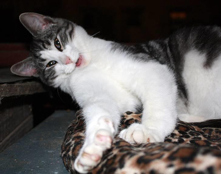 Blanding af racer  †Ferdinand† R.I.P. - Velkommen til Ferdinands profil billede 1