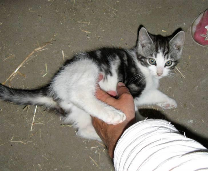 Blanding af racer  †Ferdinand† R.I.P. - Lille kælepot  <3 billede 2