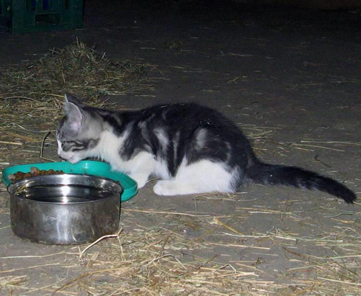 Blanding af racer  †Ferdinand† R.I.P. - Ferdinand Æææælsker mad  ;) billede 3