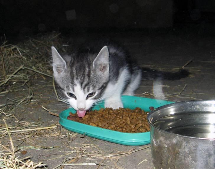 Blanding af racer  †Ferdinand† R.I.P. billede 4