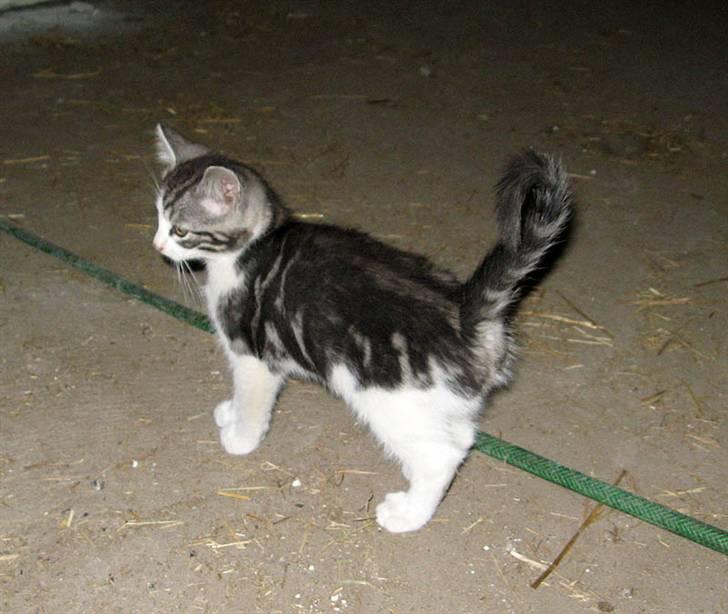 Blanding af racer  †Ferdinand† R.I.P. - Han er så sød på det billede billede 5