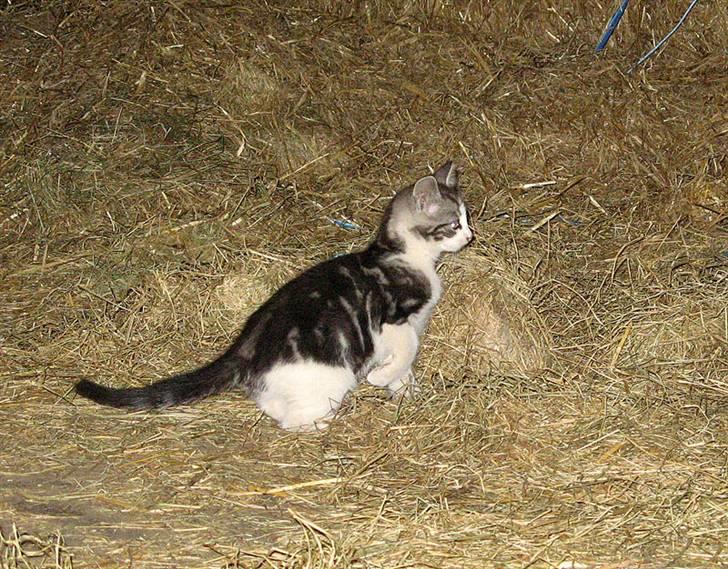 Blanding af racer  †Ferdinand† R.I.P. - Hva´ var det? En mus? billede 6