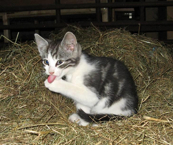 Blanding af racer  †Ferdinand† R.I.P. billede 7