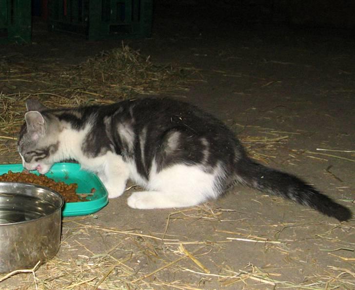 Blanding af racer  †Ferdinand† R.I.P. billede 8