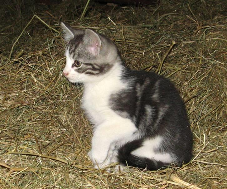 Blanding af racer  †Ferdinand† R.I.P. billede 9