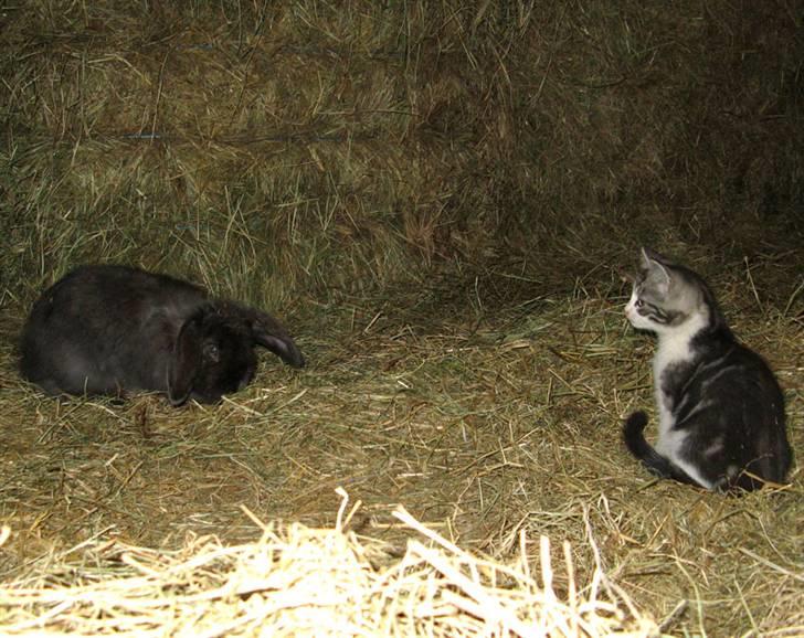 Blanding af racer  †Ferdinand† R.I.P. - Hva´ er du for en mærkelig én? billede 10