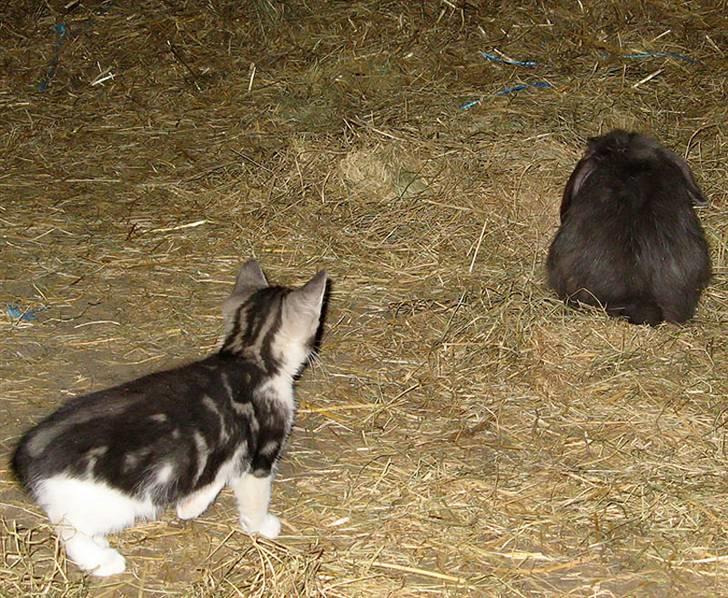 Blanding af racer  †Ferdinand† R.I.P. - Jeg sniger mig efter... billede 11