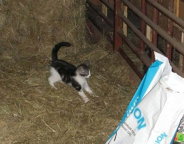 Blanding af racer  †Ferdinand† R.I.P. - Uhh, den opdagede mig! billede 12