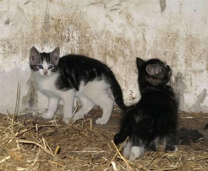 Blanding af racer  †Ferdinand† R.I.P. - Ferdinand og hans søster billede 13