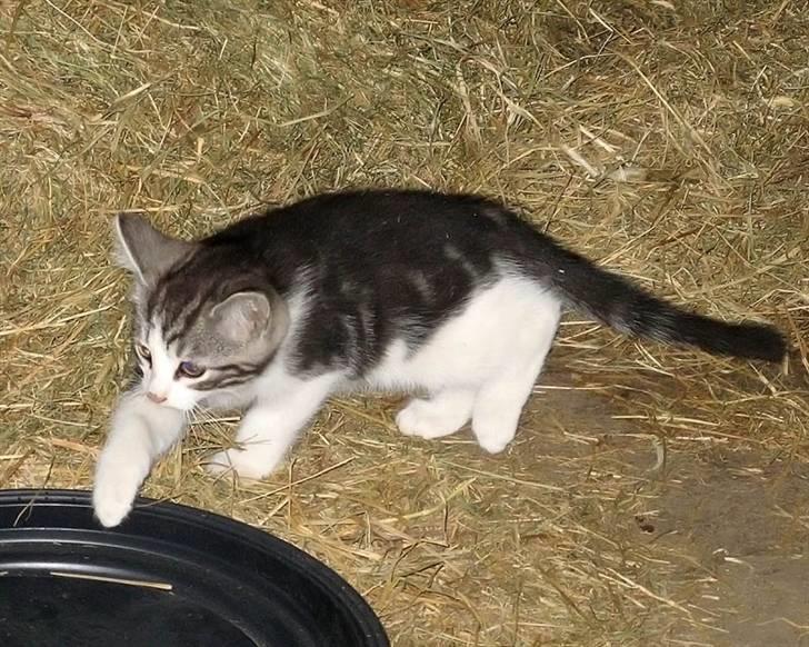 Blanding af racer  †Ferdinand† R.I.P. - Så ta´r vi højre pote frem, så ta´r vi højre pote tilbage.... billede 14